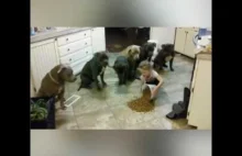 Dziewczynka karmi stadko sześciu zdyscyplinowanych pitbulli.