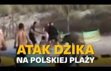 ATAK DZIKA NA POLSKIEJ PLAŻY