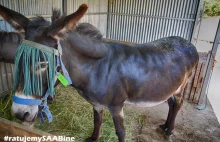 Corfu Donkey Rescue – cel wyprawy Uparci jak Osioł