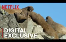 Kulisy sceny śmierci morsów która podzieliła widownie "Our Planet" od Netflixa.