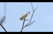 Dzwonnik biały - najgłośniejszy ptak świata.