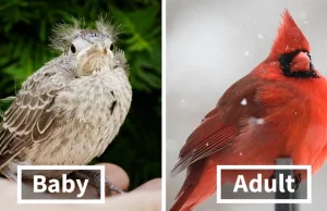 Oto jak wygląda 59 różnych ptaków, gdy są niemowlętami i kiedy dorosną
