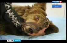 W Rosji ludzie przywrócili wzrok ślepemu niedźwiedziowi