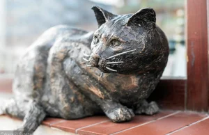 Kot Dante ma swój pomnik na parapecie antykwariatu