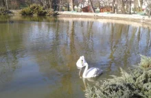 Łabędź z tarnowskiego Parku Strzeleckiego ma wreszcie partnerkę....