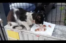 Historia najsmutniejszego kota w Psarach! The story of the most saddest cat!