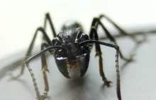 Ciekawe fakty o mrówce postrzałowej - ból jak po postrzale z pistoletu?