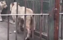 Odwiedzający zoo sfilmowali lwa, który odgryzł sobie ogon