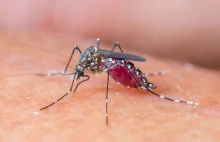 Nowy Jork: Komary przenoszą śmiertelnie groźnego wirusa