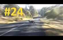 #24 AUSTRALIA autostopem - Prawie POTRĄCILIŚMY KANGURA.