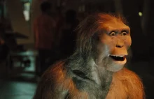 Kim jest Lucy Australopithecus? Tajemniczy przodek czy przypadkowy hominid?