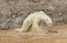 Niedźwiedź polarny na skraju śmierci głodowej [wideo]