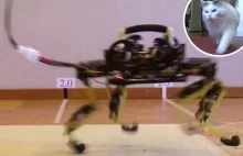 Robokot, czyli robot, który biega jak kot.