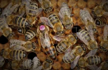 Ludzie z pasją. Pszczoły – życie i zagrożenia