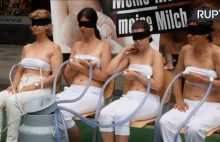 Absurdy ekologów. Ludzie okradają cielaki z mleka… Fundacja Viva! agituje...