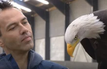 Holenderska policja testuje orły wyszkolone w zwalczaniu dronów