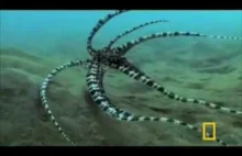 A tak ośmiornica udaje jadowitego morskiego węża.