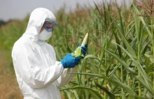PiS wprowadza GMO tylnymi drzwiami?