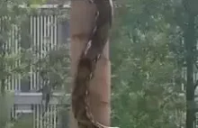 Widzieliście kiedyś jak wąż wspina się po drzewie ?