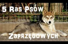 5 Ras Psów Zaprzęgowych