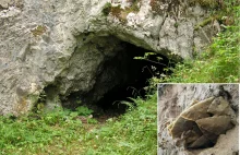 Groty do strzał sprzed 15 tys. lat znaleziono w Tatrzańskiej Jaskini nad Huczawą