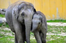 O słoniach i rakach - jak z nowotworami radzą sobie zwierzęta małe i duże
