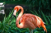 Dlaczego raki są czerwone, a flamingi różowe?