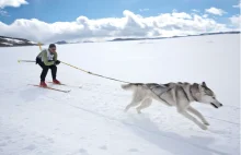Skijoring – czyli gdzie wyjechać na narty z psem? | Ski Planet