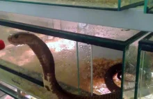 Kobra uwielbia polewanie wodą