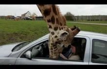 Żyrafa wkłada głowę do samochodu...