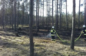 "Nie palcie gałęzi". Leśnicy apelują do właścicieli lasów prywatnych...