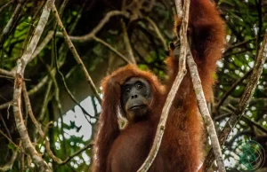 Orangutany, dżungla i olej palmowy