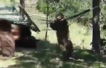 Niedźwiadki bawią sie na hamaku