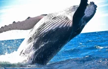 Japonia wznowiła przemysłowe odłowy wielorybów