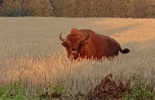 Żubry spacerują po regionie koszalińskim [zdjęcia]