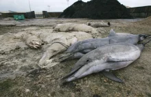 1100 martwych delfinów od początku roku we Francji