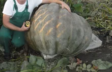 Oto dynia gigant. "Gruba Berta" waży ponad 300 kilo!