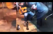 Kociaki słuchają ulicznego gitarzysty