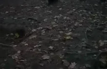 Właściciel rottweilera nic sobie nie robi z agresji swojego psa