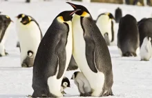 Antarktyda: utonęło tysiące piskląt pingwinów cesarskich