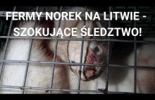 Fermy norek na Litwie - Zobacz szokujące wyniki śledztwa