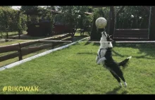 Pies, który gra w piłkę :)