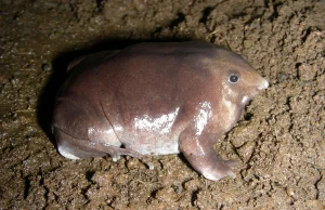 [ENG] Nowy gatunek żaby purpurowej świnio nosej odkryty w niedostępnych górach.