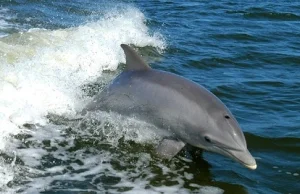 Czy delfiny powinny być traktowane jak „osoby nie będące ludźmi”?