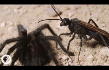 Fascynująca randka tarantuli