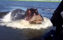 Jak szybko pływa wkurzony hipopotam? Tak szybko!