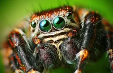 Dlaczego ludzie instynktownie boją się pająków?