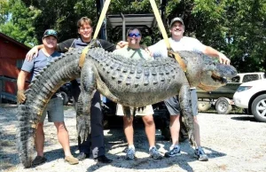 Złapano ponad 300 kilogramowego aligatora.