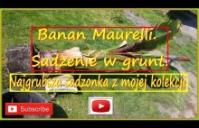#222-Szybko rosnący banan Maurelli w Polsce. Sadzenie