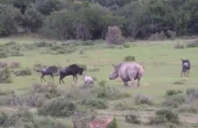 "Malutki" nosorożec bezlitośnie drażni antylopy gnu